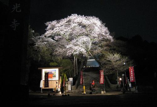 赤門の桜.JPG
